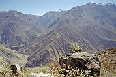 Colca Canyon